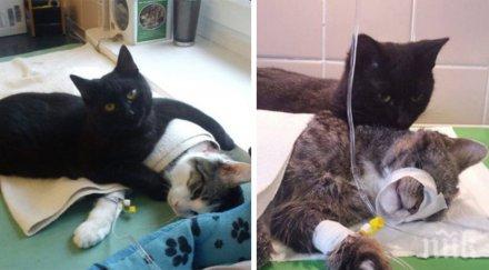 невероятно коте медицинска сестра грижи животни приют