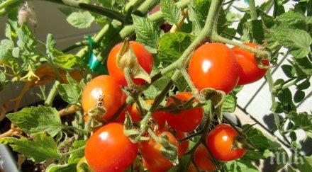 краставиците доматите рекордно скъпи