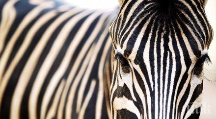 нова мода немец направи зелфи