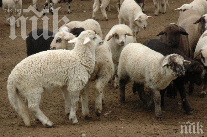 Мерцедесите на Бойко може и да заблеят

 