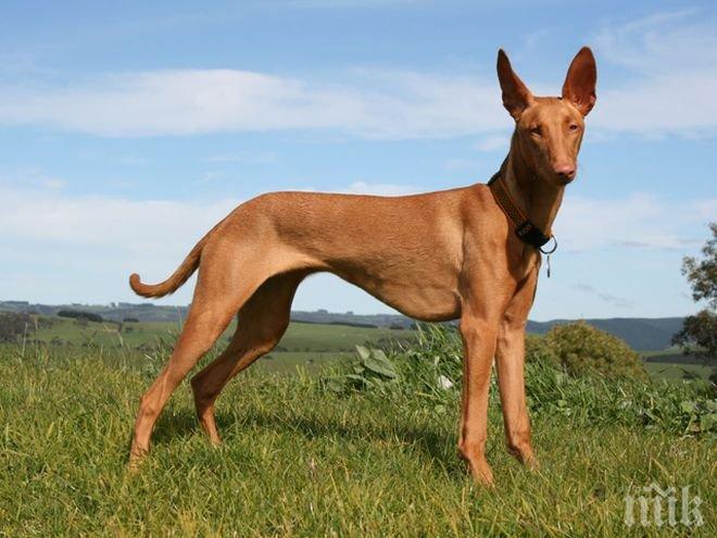 В България има 13 регистрирани екземпляра с родословие от рядката порода фараоново куче