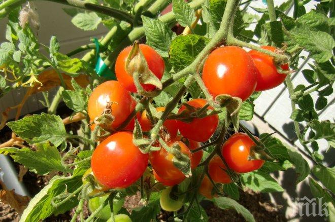 Краставиците и доматите рекордно скъпи