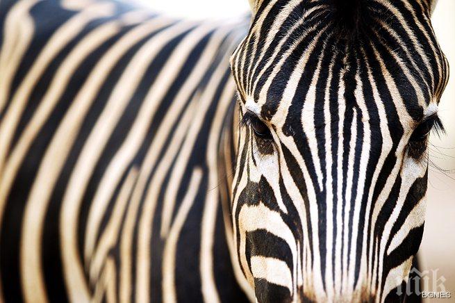 Нова мода! Немец си направи зелфи