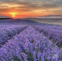 Майските празници в Кипър започват с фестивал на лавандулата
