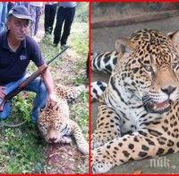 Ексклузивно в ПИК! Най-после препарираха звяра-беглец от ловешкия зоопарк. Ягуарът Алонсо вече се 