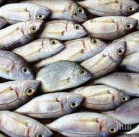 23 килограма риба са иззети при съвместна проверка служителите в Сливен на язовир “Жребчево”
