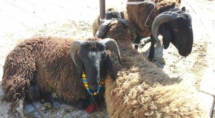 свещеник мюфтия осветиха курбан здраве кърджали