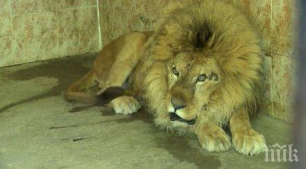 природозащитници алармират окаяното състояние хасковския лъв