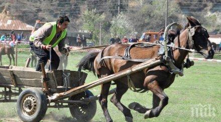 500 глоба препускащи коне улиците