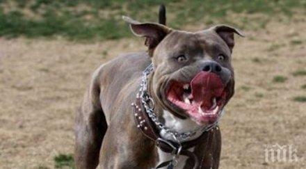 скандал благоевград бивш зам кмет скара младежи пуснаха питбул