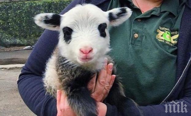 Агне като панда се роди в САЩ