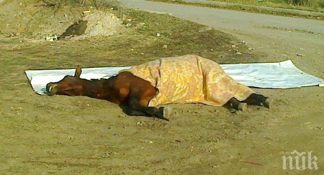 „Ауди“ се блъсна в кобила