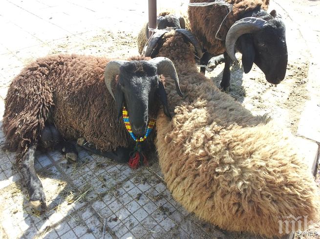 Свещеник и мюфтия осветиха курбан за здраве в Кърджали