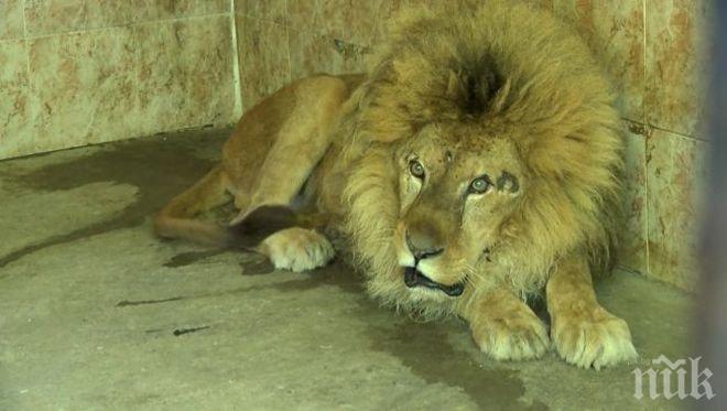 Природозащитници алармират за окаяното състояние на хасковския лъв