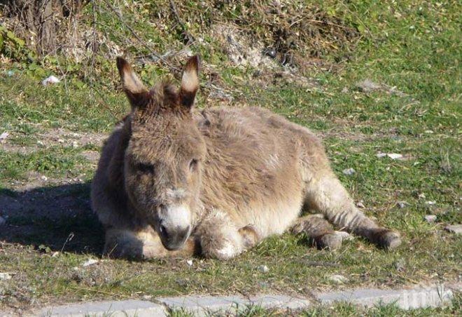 Шофьор уби магаре, стопанинът му отнесе акт