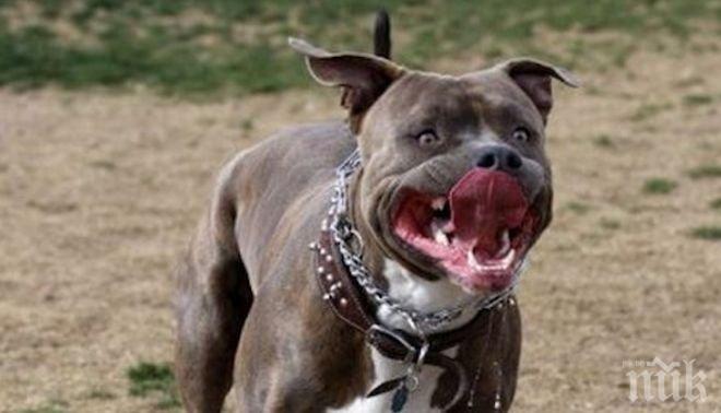 Скандал в Благоевград! Бивш зам.-кмет се скара с младежи, пуснаха му питбул...