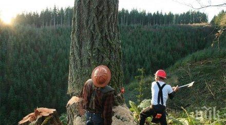 монтана готвят горски английски