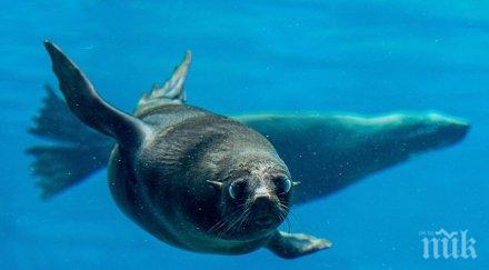 морски лъв улиците сан франциско