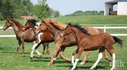 труп кон вони адски изхода враца