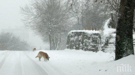 ски курорт забрани снимките спасителните санбернари