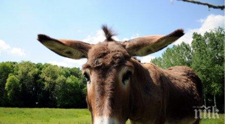 село иска приют стари болни магарета