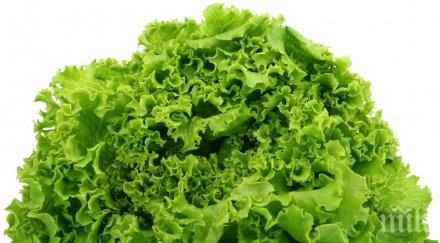 шок вносната салата пълна нитрати