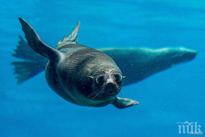 Морски лъв по улиците на Сан Франциско