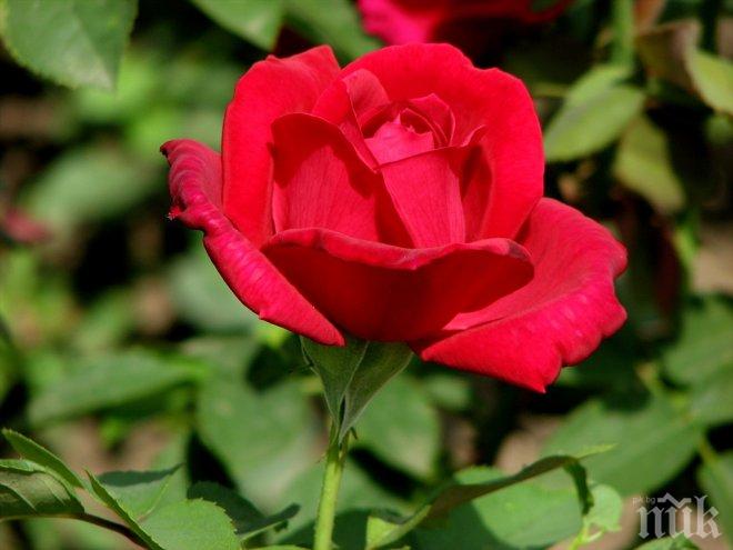 47 рози засадиха кандидатките за короната на Царица Роза