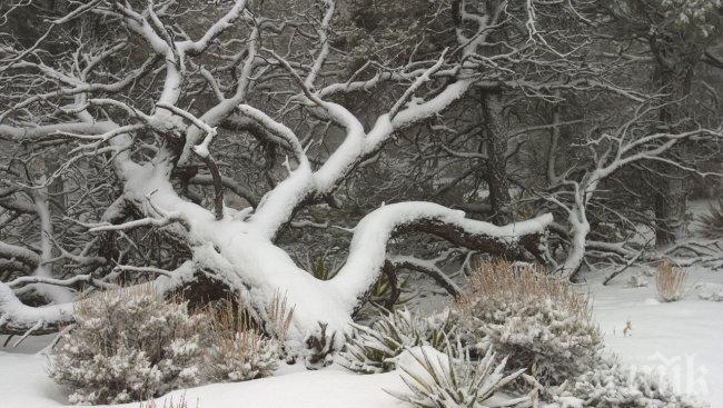 50 години са нужни за възстановяването на горите в Родопите след тежката зима