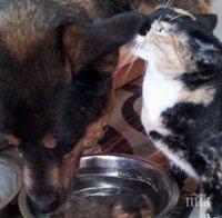 Едно искрено и чисто приятелство, което дори смъртта не можa да раздели! 