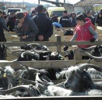 Овцевъдите готвят масови протести