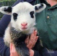 Вегетарианци към църквата: Спрете варварския ритуал на гергьовденските курбани