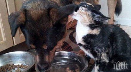 едно искрено чисто приятелство смъртта можa раздели