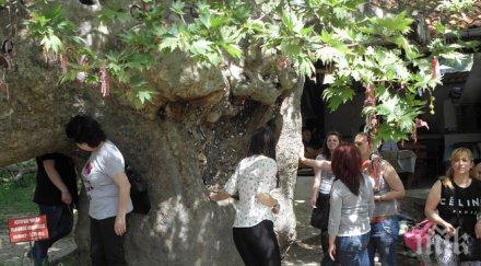 златолист силата свети георги вярата преподобна стойна