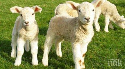 родното агнешко стана деликатес