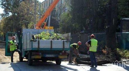 подменят дърветата бул витоша