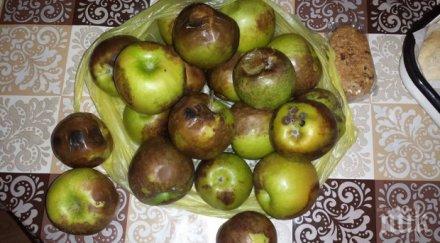 раздадоха слепите гнили ябълки