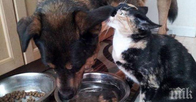 Едно искрено и чисто приятелство, което дори смъртта не можa да раздели! 