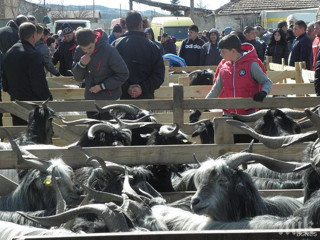 Овцевъдите готвят масови протести