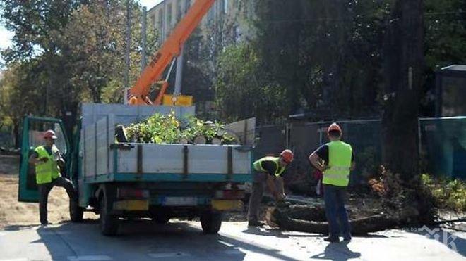 Подменят дърветата на бул. „Витоша” 