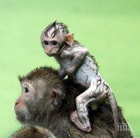 Посетителите на японски зоопарк кръстиха новороден макак Шарлот