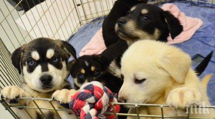 eдин университет измисли нещо различно нетрадиционно причината иска намали стреса своите студенти