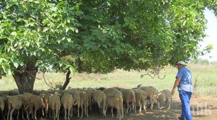 овцевъдите българия събират четвърти национален събор