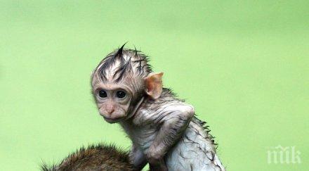 посетителите японски зоопарк кръстиха новороден макак шарлот