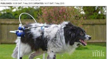 уникална операция български хирурзи спасиха куче прекършен гръбначен стълб