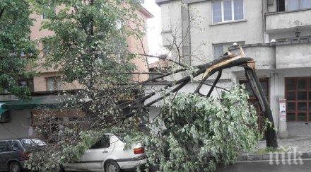 буря събори дърво лек автомобил благоевград