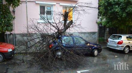 пик буря събори дърво лек автомобил