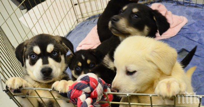 Eдин университет измисли нещо различно и нетрадиционно! Причината? Иска да намали стреса на своите студенти!