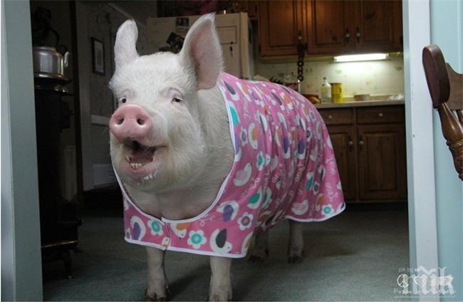 Свиня става кмет в САЩ?