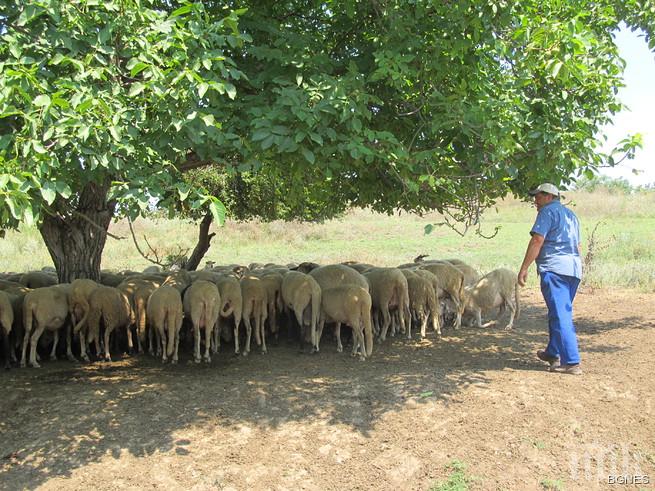 Овцевъдите в България се събират на четвърти Национален събор